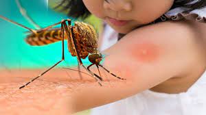 कर्णालीमा पाँच सय ४१ जनालाई डेङ्गु maahi khabar